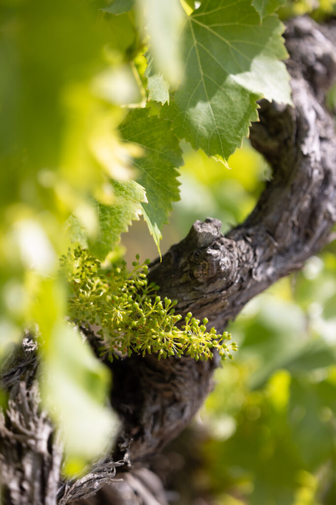 inflorescence-vigne