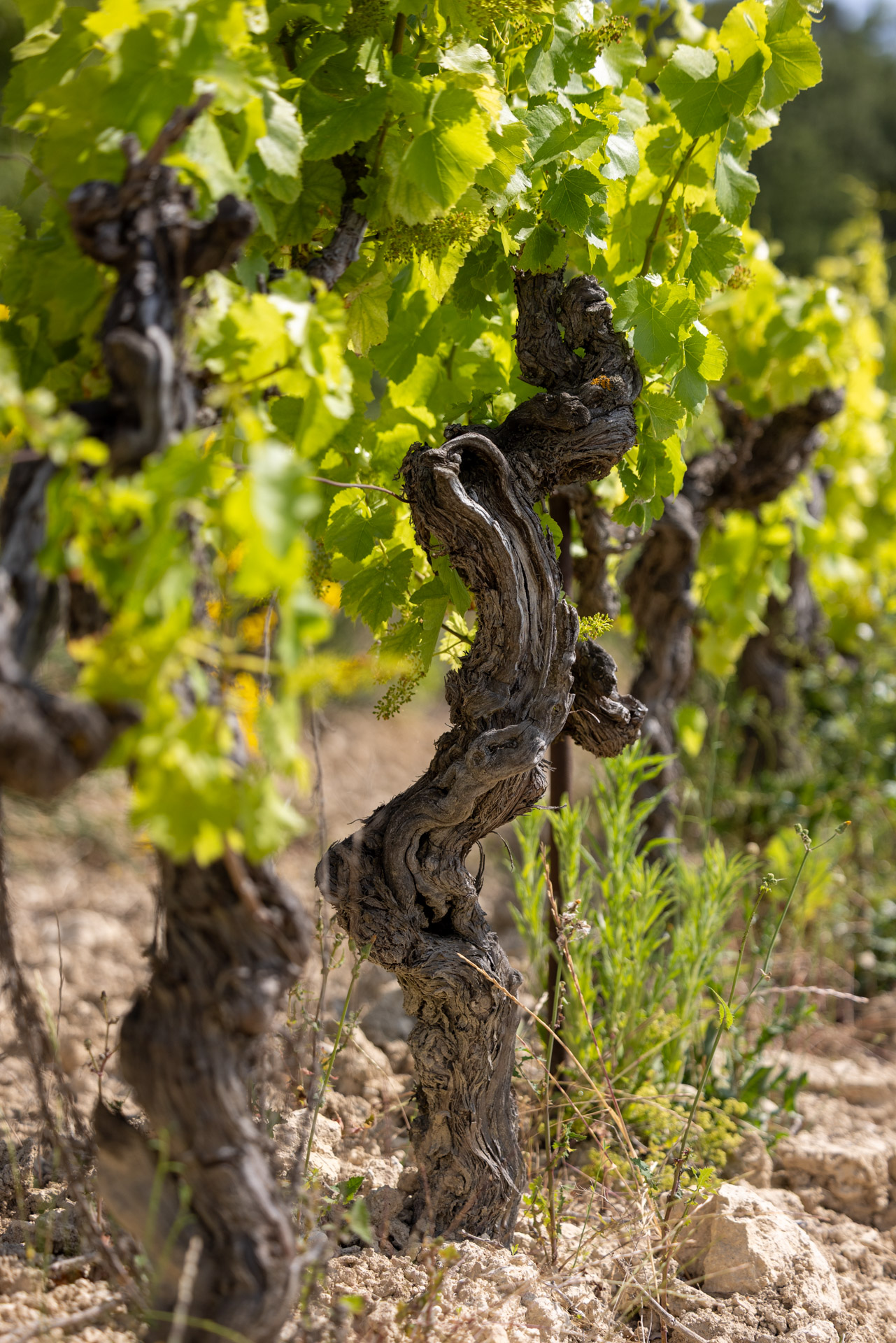 cep-vigne