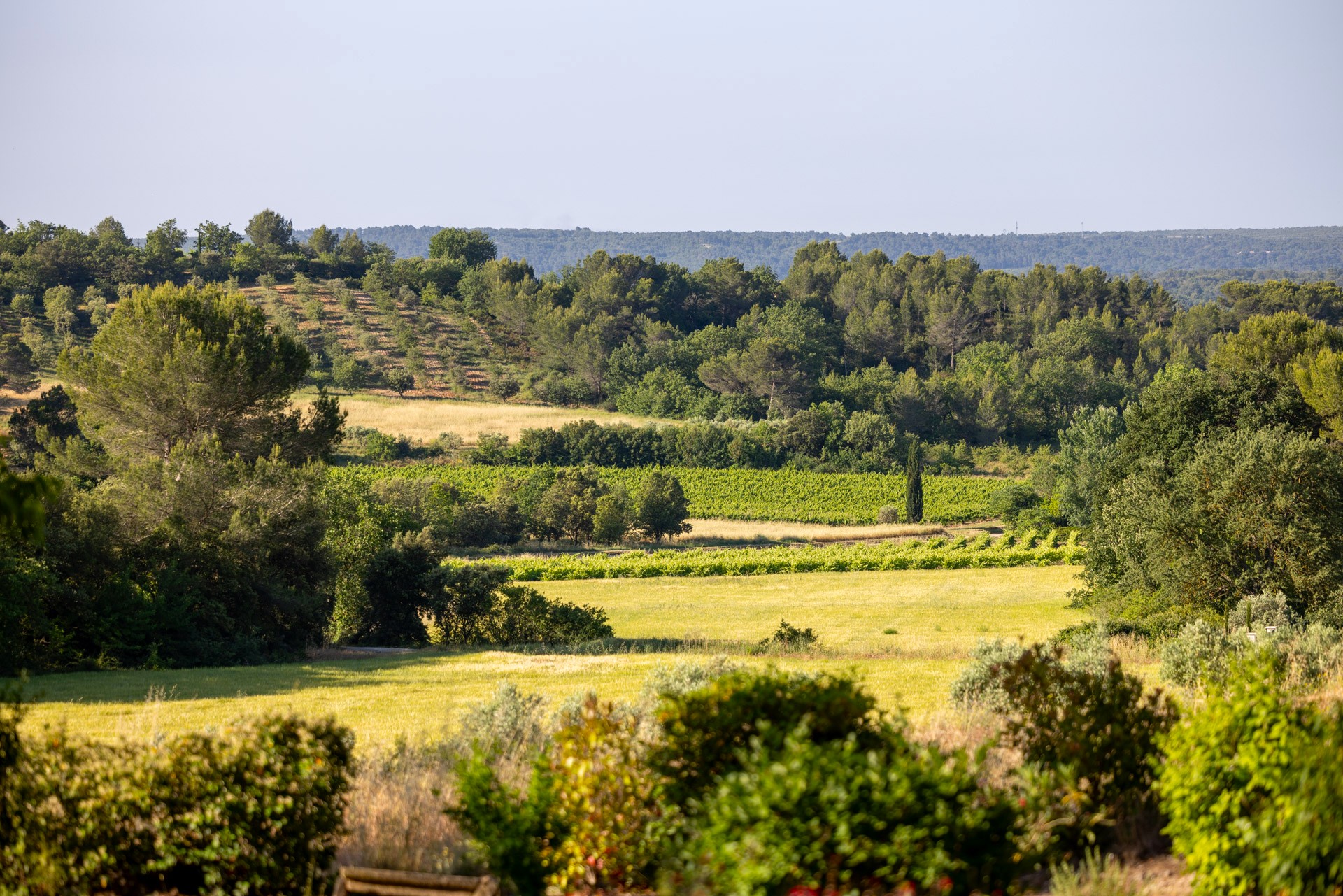 vignoble-provence