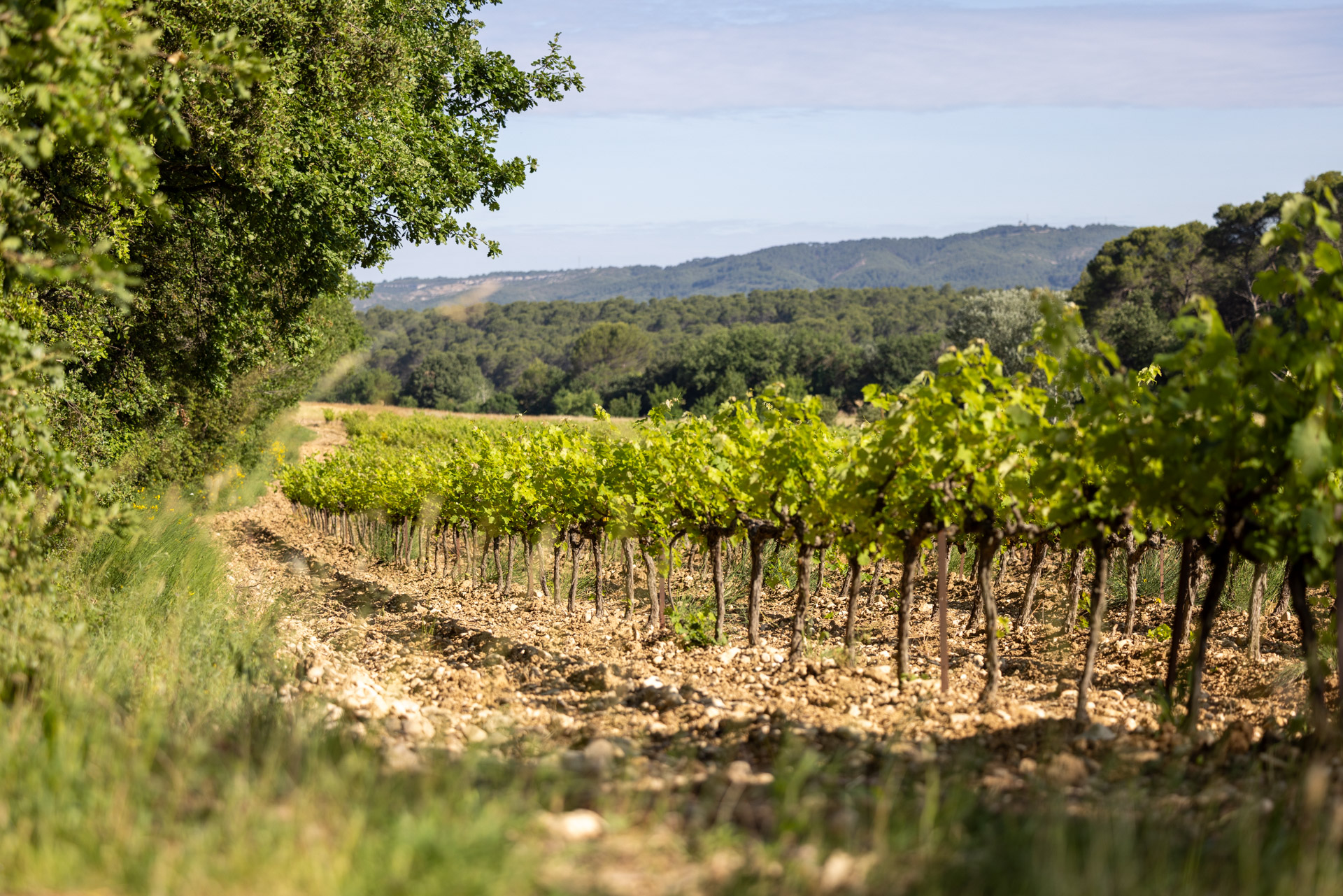 vigne-provence