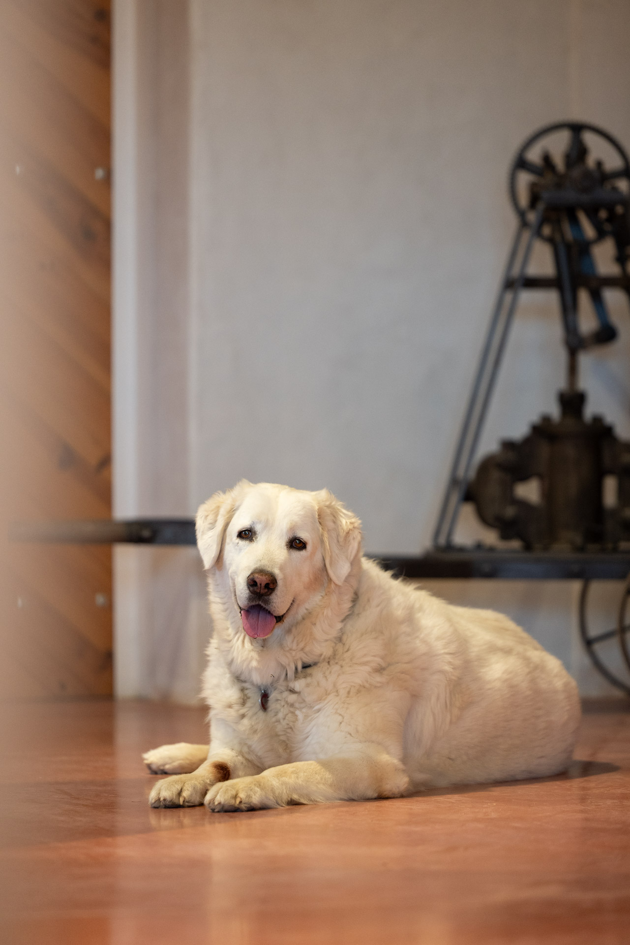 chien